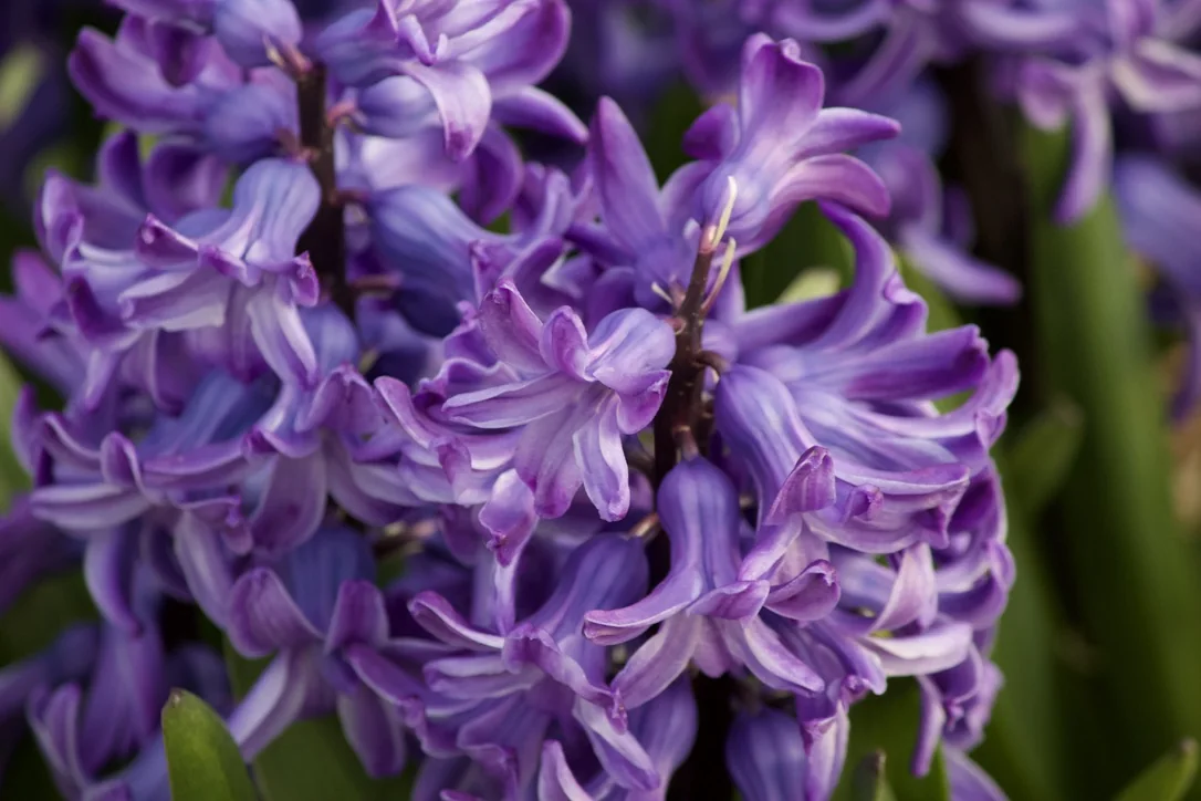 Purple hyacinth, close