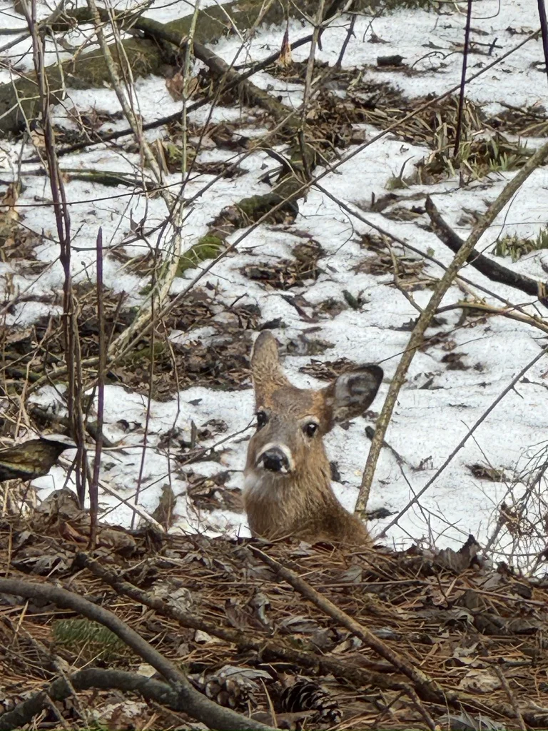 Late snow, a deer in the brush