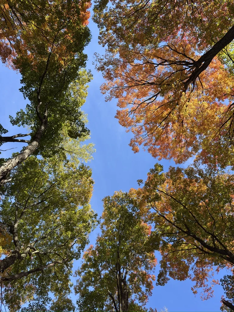 Autumn canopy from below